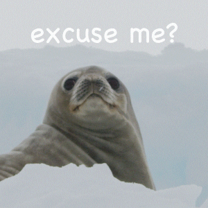 GIF image of a seal looking blankly at the viewer.  The caption says “excuse me?”